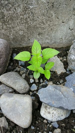 うれしい発見！！＼(◎o◎)／！